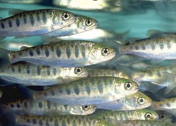 El bienestar animal aplicado  la piscicultura llegó para quedarse