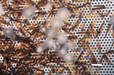 Prueban extractos naturales para el control de saprolegnia