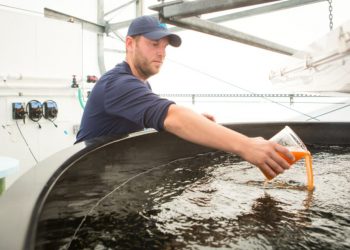 Innovasea: La alimentación es fundamental para un RAS exitoso