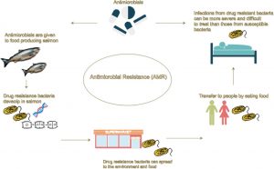Analizan las causas del uso excesivo de antibióticos en la salmonicultura en Chile
