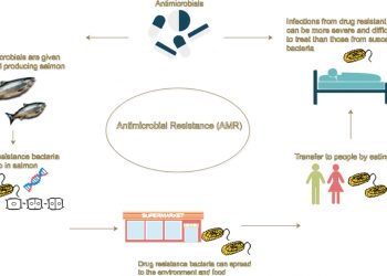 Analizan las causas del uso excesivo de antibióticos en la salmonicultura en Chile