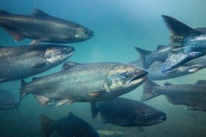 Efectos de la ración de alimento y la temperatura en la microbiota del salmón Chinook en RAS