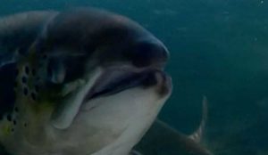 Amoniaco: mejorar la calidad del agua no garantiza la salud de los peces