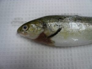 Estudian la eficacia del extracto de tomillo contra oomicetos de Saprolegnia parasitica