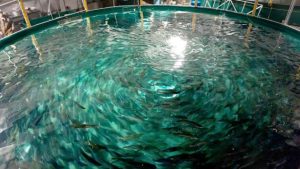 El fotoperiodo afecta el crecimiento muscular en juveniles de salmón Atlántico