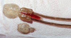 Prueban vacuna contra la infestación de piojos del salmón (Lepeophtheirus salmonis)