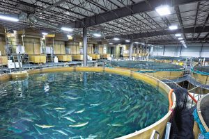 La exposición al peróxido de hidrógeno induce daño oxidativo y neurotoxicidad en el cerebro de peces