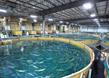 La exposición al peróxido de hidrógeno induce daño oxidativo y neurotoxicidad en el cerebro de peces