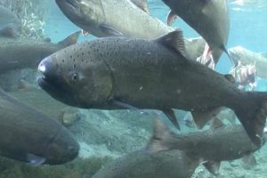 Revisan los requerimientos nutricionales del salmón Chinook