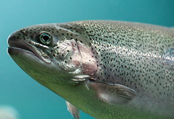 Primer reporte de Tenacibaculum maritimum recuperados de trucha arcoíris en Chile