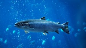 Fisiología: una herramienta importante para evaluar el bienestar de los animales acuáticos