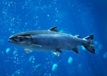 Fisiología: una herramienta importante para evaluar el bienestar de los animales acuáticos