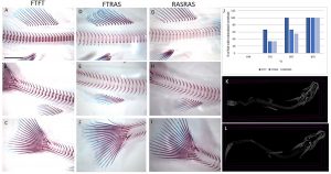 Revelan diferencias en el cultivo de salmón Atlántico en etapa temprana entre RAS y FA