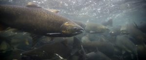 Peces e hiperoxia: implicaciones para la acuicultura y la ecofisiología
