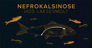 La nefrocalcinosis parece estar relacionada con el uso de agua de mar en las pisciculturas