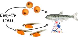 El estrés en etapas tempranas de desarrollo causa impactos persistentes en el microbioma del salmón Atlántico