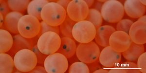 Analizan las alteraciones del corion en “ova-ojo” de salmónidos cultivados en la Araucanía