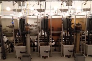 Estudian el efecto del fraccionamiento de espuma y ozonización en RAS de agua dulce