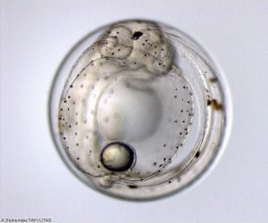 Primer dispositivo para el seguimiento in vivo del desarrollo de ovocitos de peces