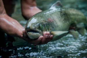 Estudio sugiere revaluar niveles de inclusión de MUFA para salmón chinook