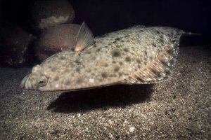 Analizan el estado de la tecnología de producción acuícola del halibut en Chile