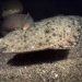 Analizan el estado de la tecnología de producción acuícola del halibut en Chile