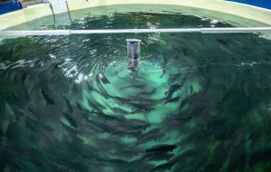 Recomiendan el uso de hembras para reducir la maduración del salmón Atlántico en RAS
