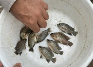 Dietas con carbohidratos simples provocan resistencia a la insulina en peces