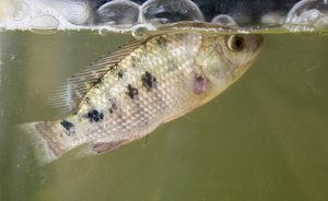 Las tasas de recambio en RAS podrían afectar el bienestar de los peces