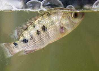 Las tasas de recambio en RAS podrían afectar el bienestar de los peces