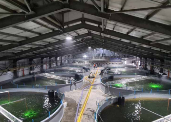Nova Austral reportó la pérdida de 1,4 millones de smolt
