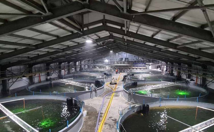 Nova Austral reportó la pérdida de 1,4 millones de smolt