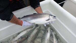 Chilenos revelan por primera vez genomas de Flavobacterium desde salmón coho