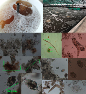 Microorganismos en el sistema de acuicultura biofloc
