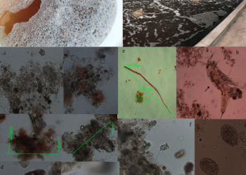Microorganismos en el sistema de acuicultura biofloc