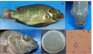 Estudio evalúa los efectos de vacunación en ejemplares de tilapia alimentados con probióticos