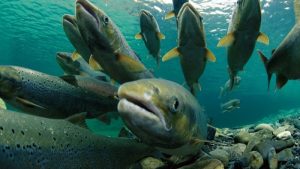 Investigadores chilenos analizan salmon «silvestre» en aguas nacionales