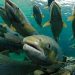 Investigadores chilenos analizan salmon «silvestre» en aguas nacionales