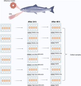 Científicos estudian los efectos de Sulfuro de Hidrogeno en las mucosas del Salmon
