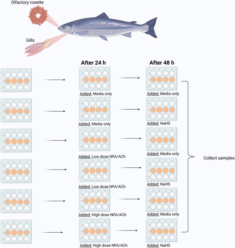 Científicos estudian los efectos de Sulfuro de Hidrogeno en las mucosas del Salmon