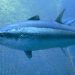 Skretting y Next Tuna firma acuerdo para producir atún rojo en RAS