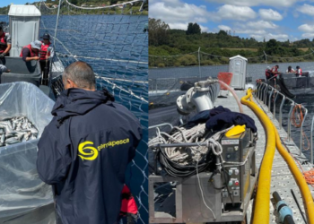 Escape de peces en Lago Llanquihue