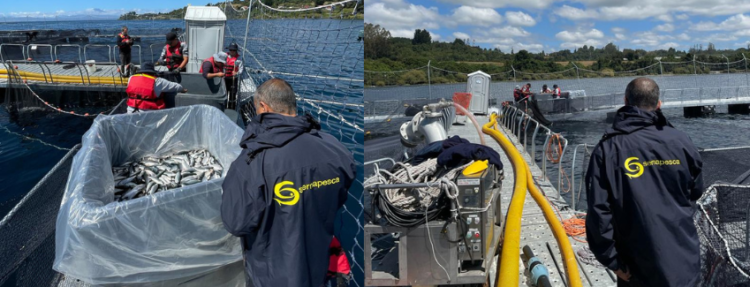 Escape de peces en Lago Llanquihue