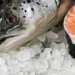 Empresa brasileira JBS tras los pasos del salmón chileno
