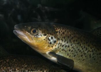 Estudio señala que la acuicultura beneficiaría al medioambiente