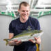 Kingfish Maine cosecha su primer jurel de cola amarilla cultivado en tierra.