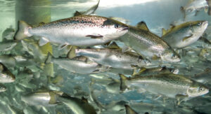 Estudio noruego analiza efectos de co2 en post smolt