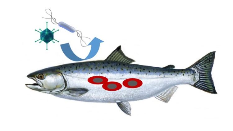Seminario: ¿Cómo responden los glóbulos rojos de los peces a las infecciones y al estrés?