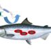 Seminario: ¿Cómo responden los glóbulos rojos de los peces a las infecciones y al estrés?