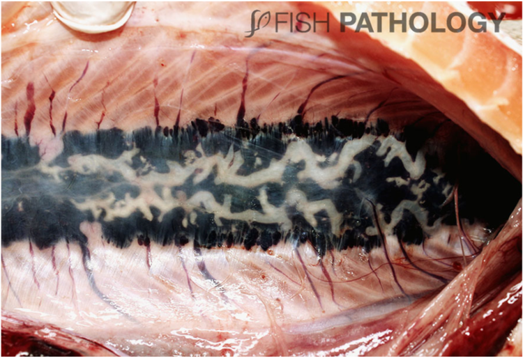 Nefrocalcinosis: Factores predisponentes y efectos